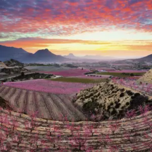 Cieza y Medina Siyasa