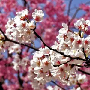 floracion-cieza-portada-300x300